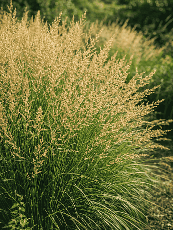 Молиния голубая Moorflamme