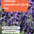 Лаванда узколистная Двоф Блу Лаванда узколистная Двоф Блу