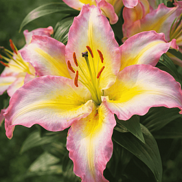 Лилия восточная Captain Tricolore