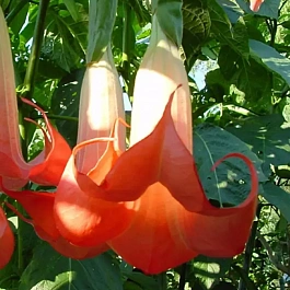 Бругмансия  rood