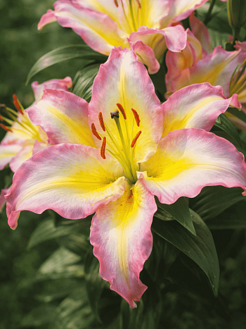 Лилия восточная Captain Tricolore