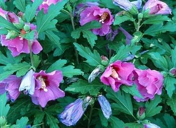 Гибискус сирийский Russian Violet Floru