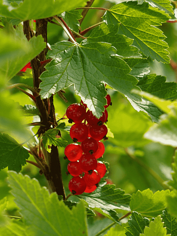 Смородина красная Памятная