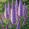 Вероникаструм сибирский Amethyst