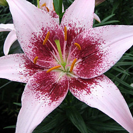 Лилия азиатская Танго Дот Ком