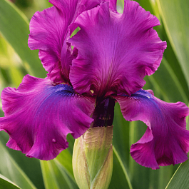 Ирис германский Sultry Mood
