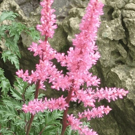 Астильба курчавая Perkeo