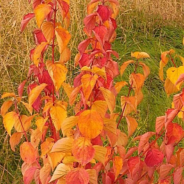 Дерен кроваво-красный Мэджик Флейм