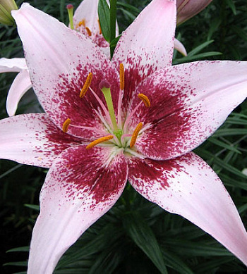 Лилия азиатская Танго Дот Ком