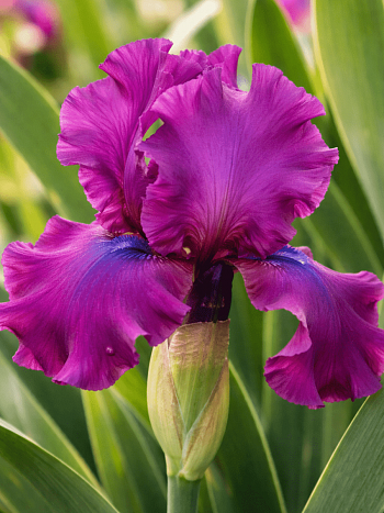 Ирис германский Sultry Mood