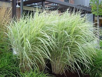Мискантус китайский Variegatus