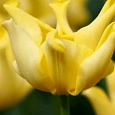 Тюльпан Yellow Crown