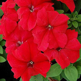 Петуния грандифлора Лимбо Джи Пи	Ред Пикоти