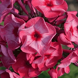 Флокс метельчатый Ferris Wheel