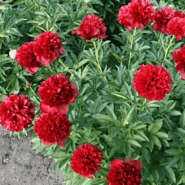 Пион Молочноцветковый Red Grace