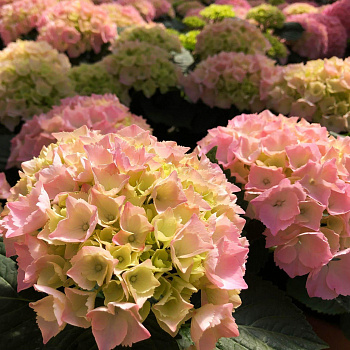 Гортензия крупнолистовая Пинк Сенсейшн