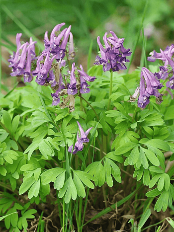 Хохлатка плотная