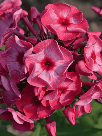 Флокс метельчатый Ferris Wheel