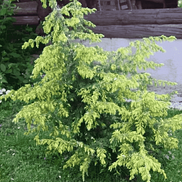 Можжевельник обыкновенный Gold Machangel