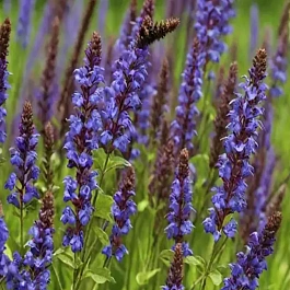  Шалфей дубравный May Night