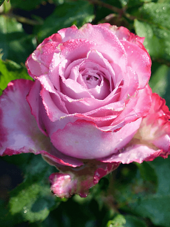 Роза Чайно-гибридная Deep Water