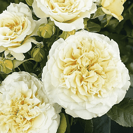 Роза чайно-гибридная Сomtessa