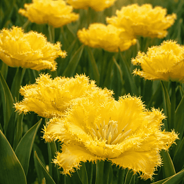 Тюльпан Exotic Sun