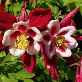 Аквилегия обыкновенная Кримсон Стар Аквилегия обыкновенная Кримсон Стар