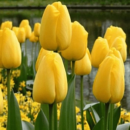 Тюльпан Golden Parade