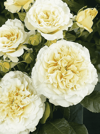 Роза чайно-гибридная Сomtessa