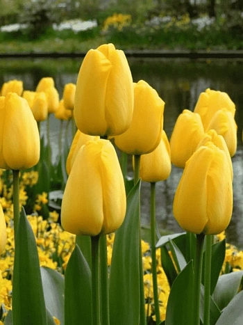 Тюльпан Golden Parade