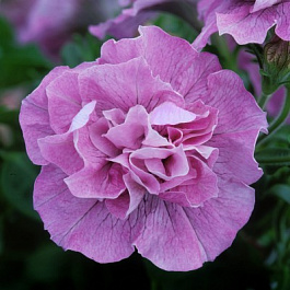 Петуния махровая Дуо Лавендер