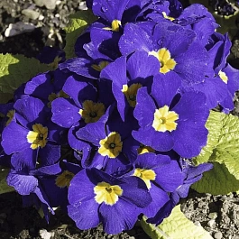 Примула Юлии Wanda Blue Shades