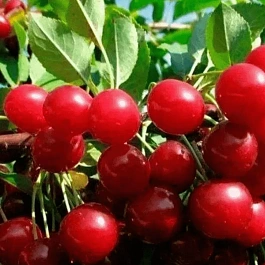 Вишня Калитвянка