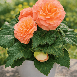 Бегония Nonstop Peach Shades