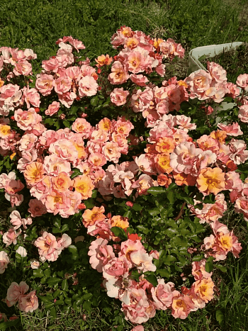 Роза Флорибунда Jazzz