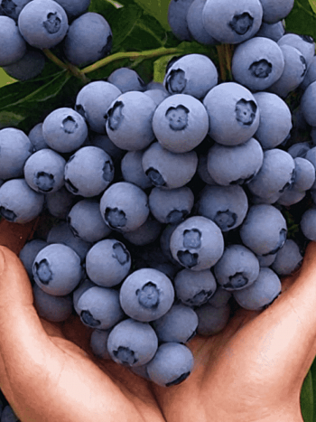 Голубика высокорослая Ozarkblue