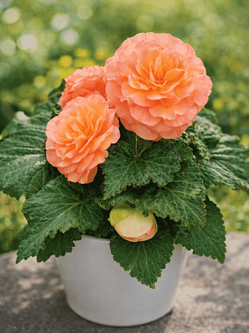 Бегония Nonstop Peach Shades