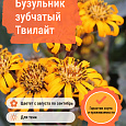 Бузульник зубчатый Твилайт