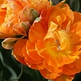 Тюльпан Махровый Monte Orange