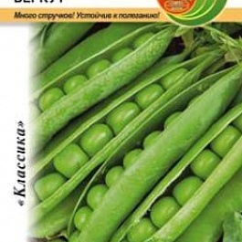 Горох лущильный  Беркут