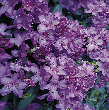 Рододендрон катевбинский Бурсо