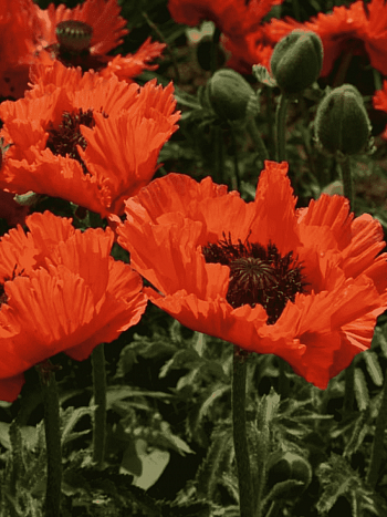 Мак восточный Turkenlouis