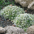 Арабис (Резуха) выступающий Variegata Арабис (Резуха) выступающий Variegata