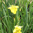 Ирис болотный Flore Plena Ирис болотный Flore Plena