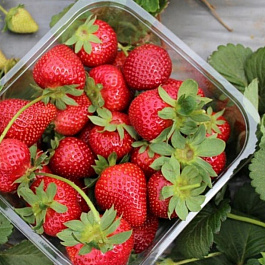 Земляника садовая Сопрано Земляника садовая Сопрано