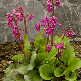 Бадан гибридный Abendglut