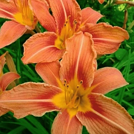 Лилейник оранжевый