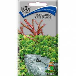 Молодило кровельное