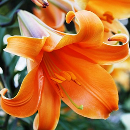 Лилия трубчатая Африкан Квин Лилия трубчатая Африкан Квин